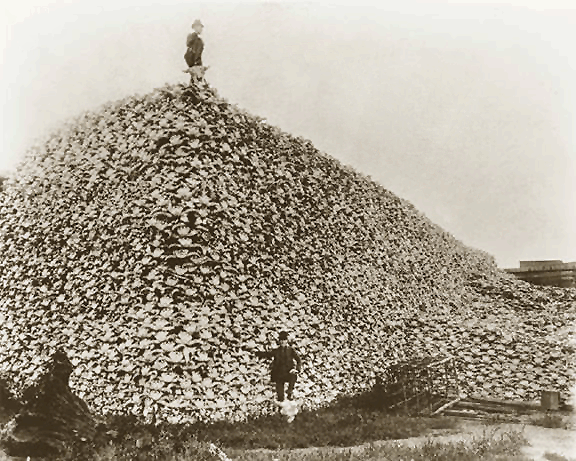 a pyramid of bison skulls